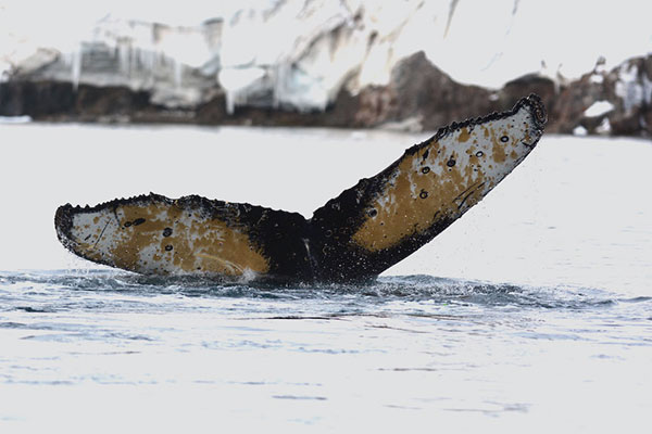Humpback Whale Antarctica