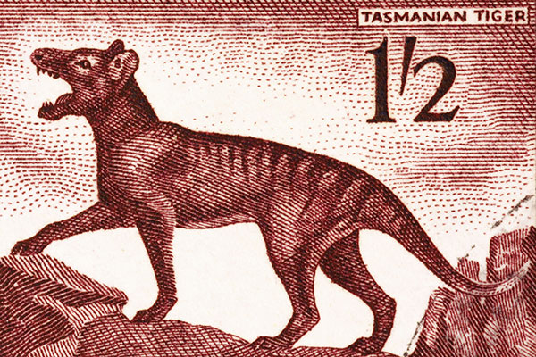 the Tasmanian tiger or thylacine – a wolf-like, meat-eating marsupial 