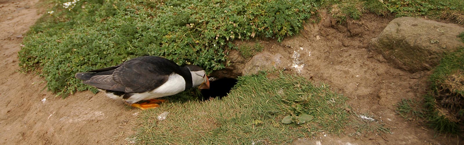 James Fair on puffins
