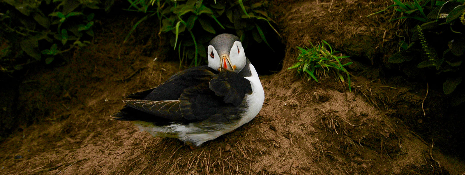 James Fair -  wildlife journalist (puffins) 