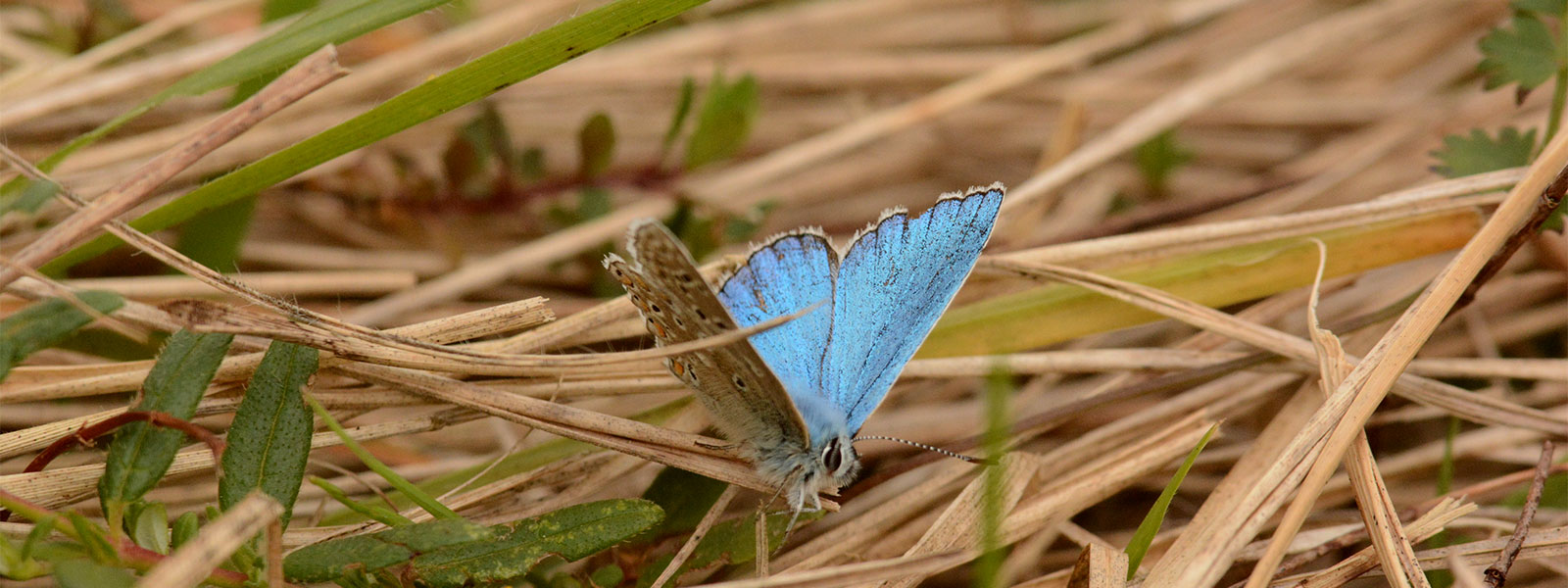 James Fair wildlife photographer and journalist (butterfly) 