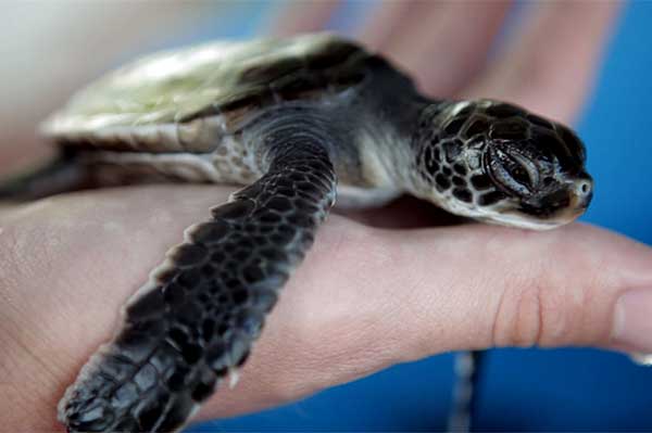 James Fair reports on illegal wildlife trade