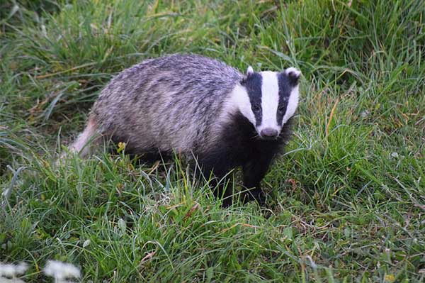 Badger cull - judicial review by James Fair