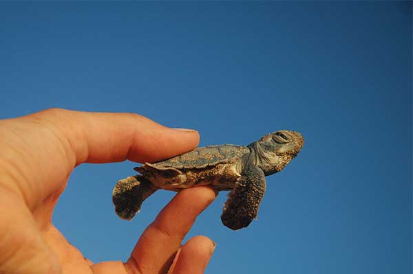James Fair writes about Cyprus turtle conservation