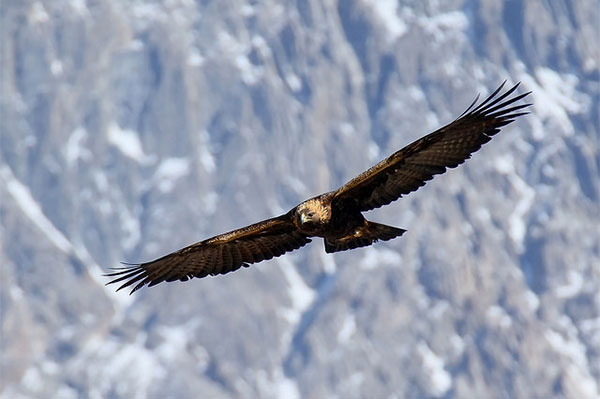 Wildlife journalist James Fair writes about Golden Eagles on the Isle of Harris