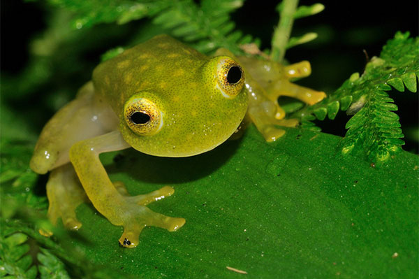 James Fair reports on the work of rainforest conservation pioneer John Burton