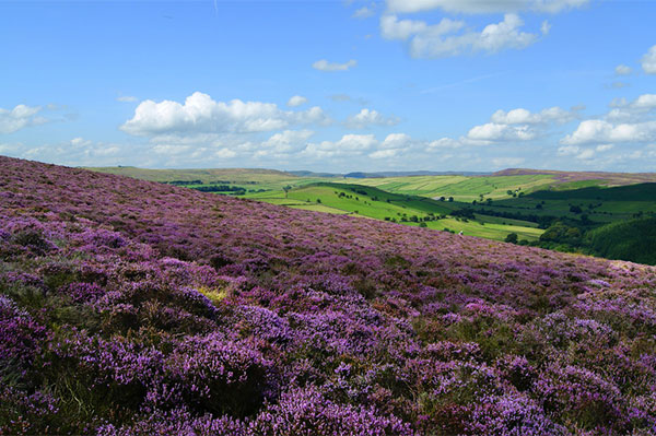 James Fair reports the heather moorlands of Britain
