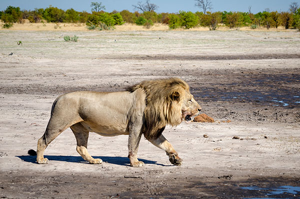 When Cecil was killed by an American dentist James Fair asks is it time to stand up for all of Africa’s lions