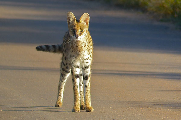 James Fair Wildlife photographer and writer