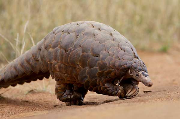 James Fair writes about the conservation of Pangolins