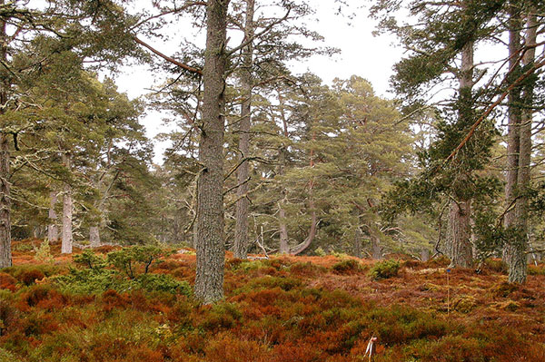 The management of Scottish moorland and forest  - a bold new vision for the future of the Cairngorms 