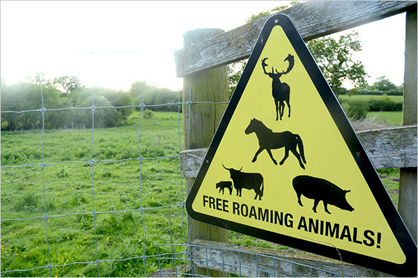 Rewilding at Kepp
