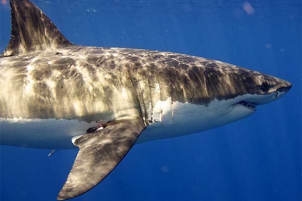 Shark conservation. James Fair meets Deadly 60 presenter Steve Backshall