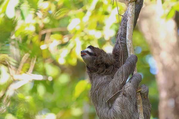 The Sloth Sanctuary in Costa Rica.  James Fair reports
