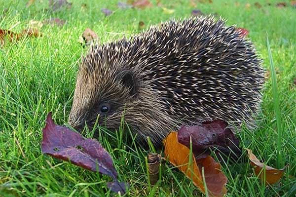 From the hedgehog to the hen harrier, MPs act as cheerleaders for the UK's rarest species, but aside from giving them a photo op in a local newspaper, does it benefit the wildlife? James Fair reports