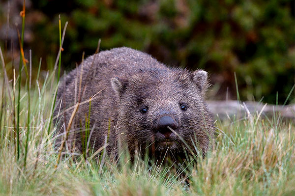 James Fair reportsfrom Tasmania 