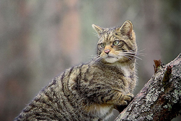 Scotland's wildcats