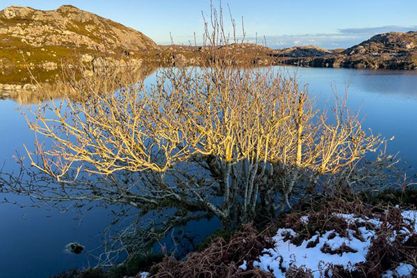 A small copse on Harris in the Outer Hebrides inspires hope for the revival of an ecosystem. 
